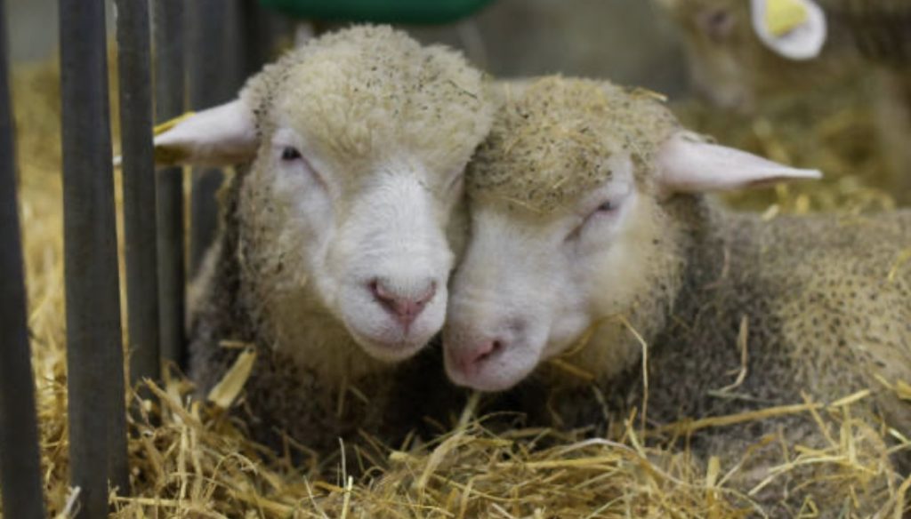 Damızlık İle De France